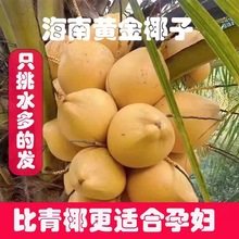 海南黄金椰子带皮新鲜现摘椰青孕妇水果金椰子9个装批发代发1整箱