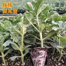 嫁接西瓜苗8424麒麟瓜早熟南方大棚春季种植育苗西瓜苗秧盆栽菜苗