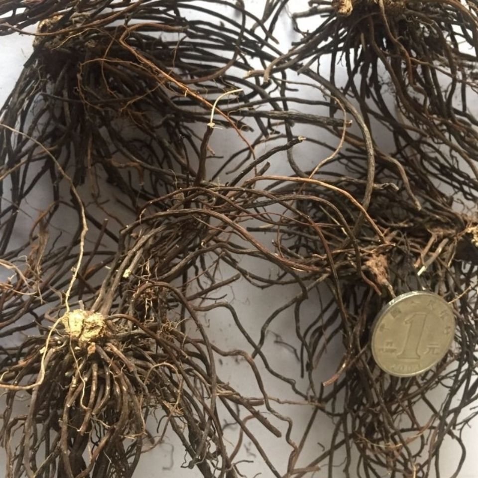 广西威灵仙粉灵仙500克包邮 老虎须铁扫帚-阿里巴巴