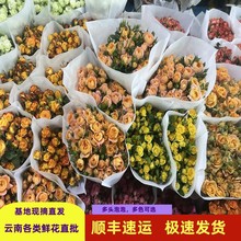 云南昆明多头玫瑰鲜花基地直批多头玫瑰花鲜花批发家用摆摊花店