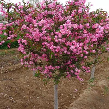 海棠树苗海棠花 垂丝海棠 西府海棠盆栽庭院开花植物北美海棠树苗