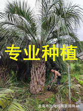 布迪椰子现货供应 基地种植布迪椰子 福建布迪椰子树批发价格