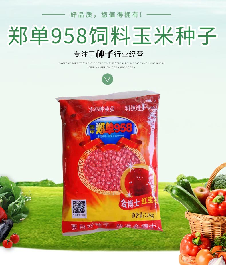 2kg郑单958饲料玉米种子杂交产量高大田抗倒伏蔬菜种子菜种批发