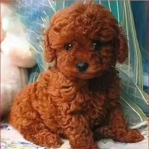 泰迪纯种幼犬可爱小狗泰迪宠物狗活物小狗幼崽真狗狗小体泰迪活体