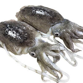 真正舟山大墨鱼新鲜墨鱼仔超大号冷冻生海鲜鲜活水产乌贼目鱼500g