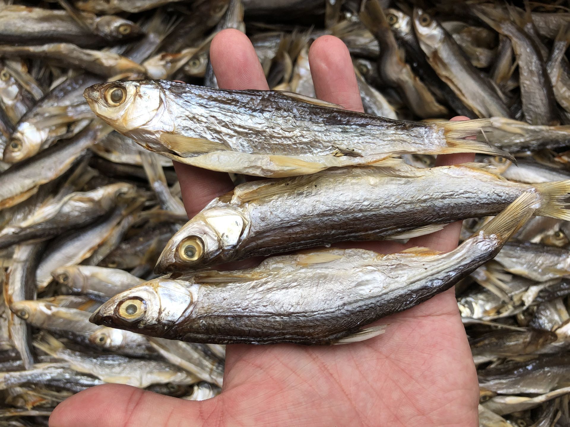 叼子鱼 河鱼干 一件50斤装-阿里巴巴