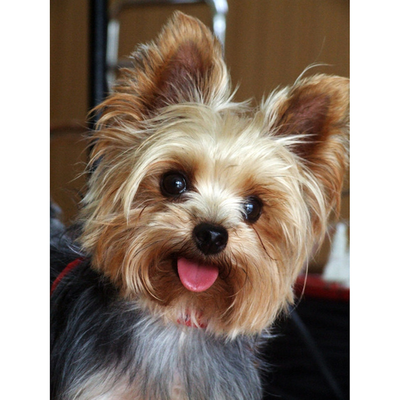 新款钻石画5d满钻约克夏梗狗狗头像diy手动贴钻十字绣亚马逊代发