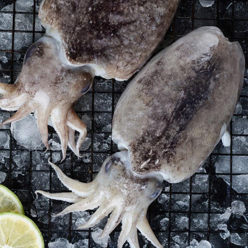 新鲜大墨鱼海捕墨鱼仔超大号冷冻水产海鲜大乌贼目鱼墨斗鱼批发