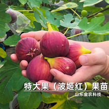 特大波姬红无花果树果苗矮化高甜四季盆栽地栽北南方种植当年结果