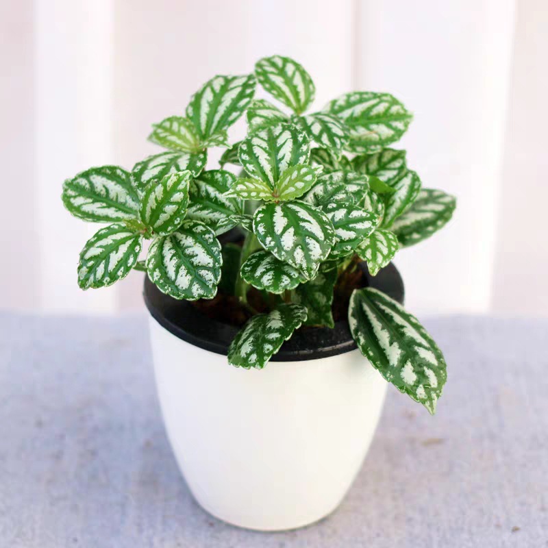 白雪草盆栽耐阴植物好养办公卓面网红盆栽室内阳台花卉冷水花常青