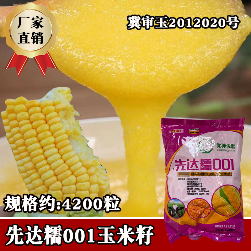 先达糯001玉米种子 审定大棒甜糯无渣苞米包谷基地用大田棒子籽