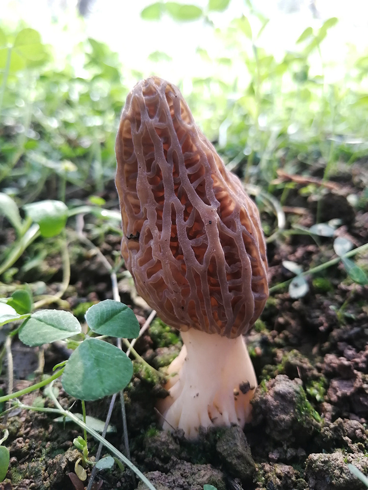 新鲜羊肚菌云南特产500g羊肚菇鲜货煲汤食材蘑菇非干货菌菇炖汤