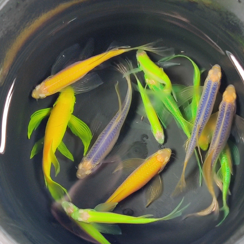 稀有荧光蝶翼长尾翡翠绿斑马鱼灯种小型热带观赏鱼苗冷水淡水宠物