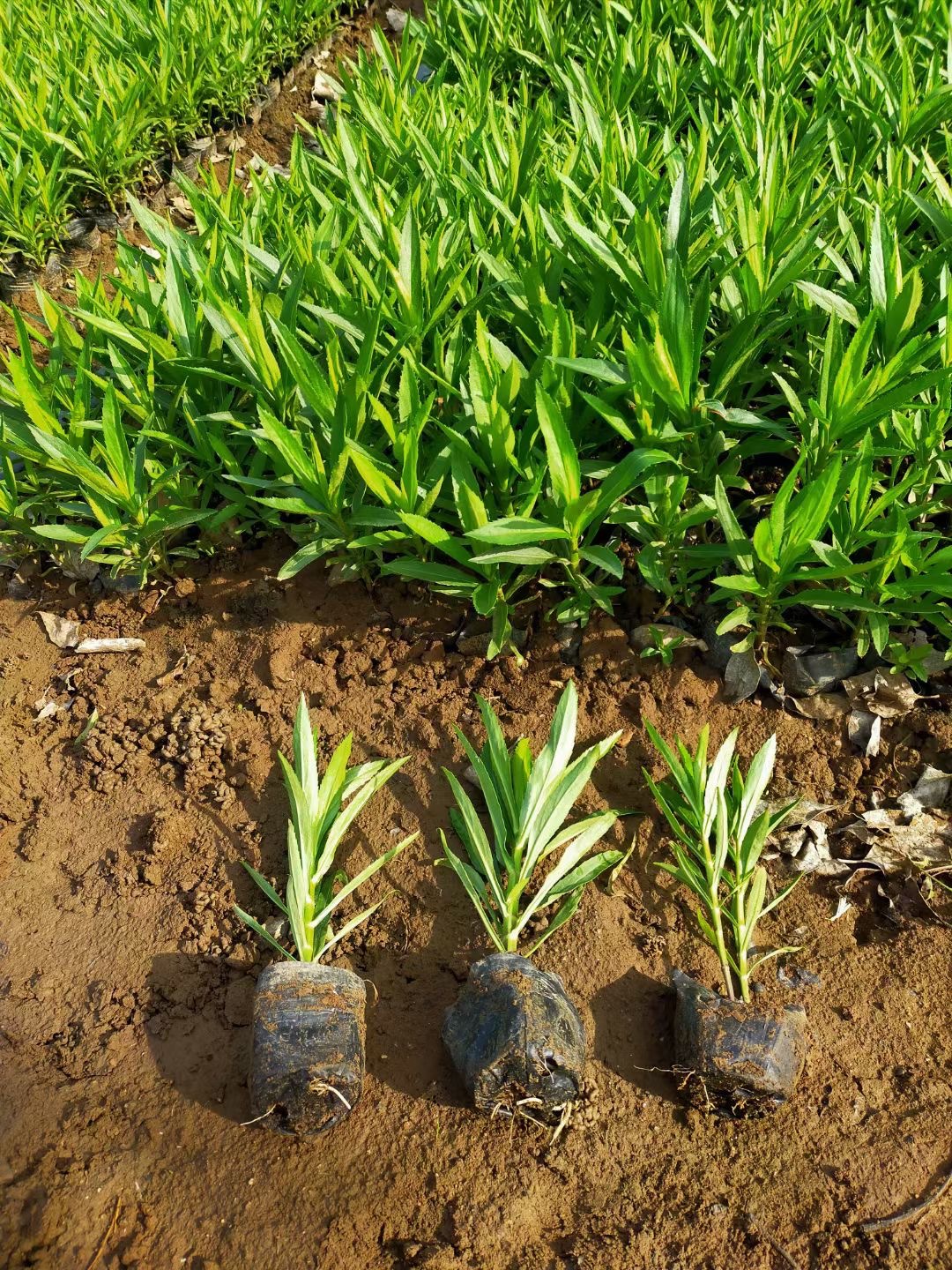 批发假龙头花苗芝麻花棉铃花多年生耐寒宿根随意草耐旱耐涝耐贫瘠