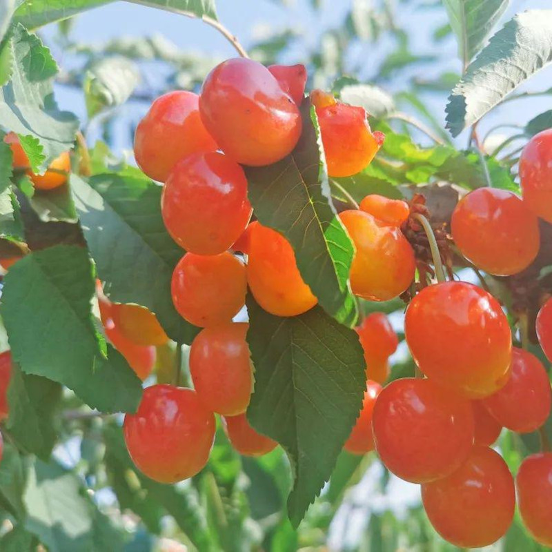 黄蜜樱桃苗嫁接黄灯樱桃树苗车厘子树苗果树苗南北方种植当年结果