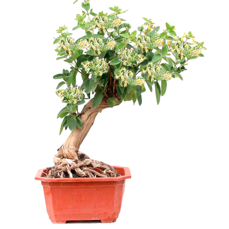 金银花盆栽老桩室内观花四季易活庭院爬藤植物宠物及园艺盆景现代