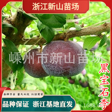 正宗智利进口珠宝李红李子5新鲜当季孕妇水果黑布林脱骨脆李顺丰