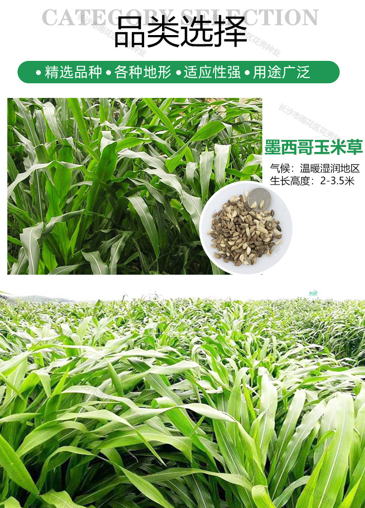 高产量墨西哥玉米草优12阔叶猪羊牛鱼养殖饲料草南方牧草玉米种子