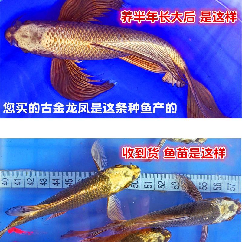 古典黄金龙凤金松蝴蝶鲤大尾巴锦鲤冷水淡水观赏鱼发财鱼-阿里巴巴