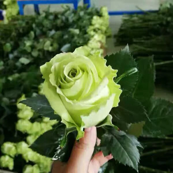 绿茵新品中苗绿色玫瑰切花月季四季勤花花苗盆栽阳台绿植