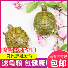东锦东部锦龟苗深水龟小乌龟红纹西锦南锦龟活体宠物观赏外塘火焰
