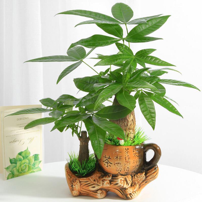 桌面盆栽发财树植物招财小盆景室内吸甲醛绿植客厅办公室水培花卉
