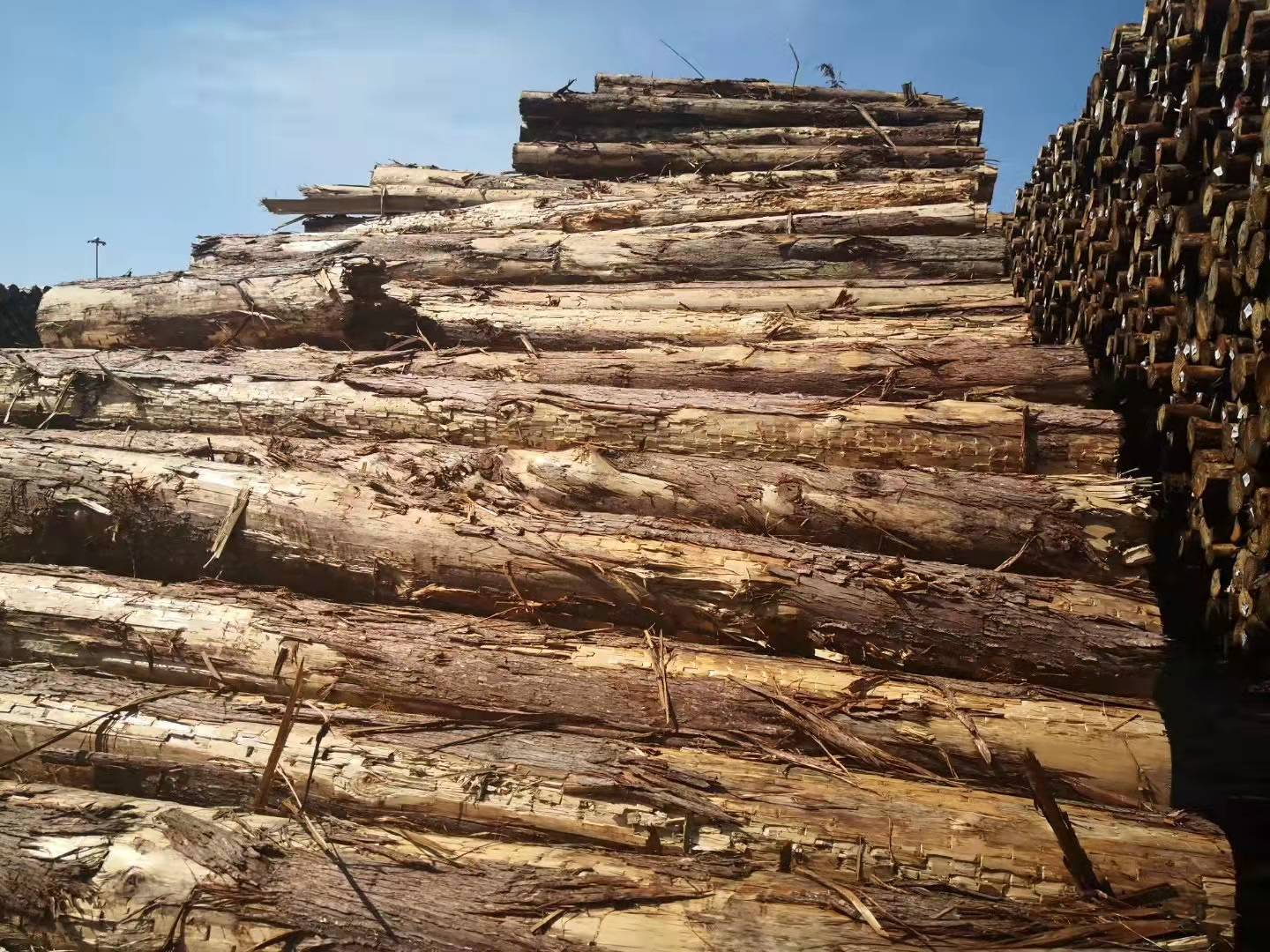 红雪松原木防腐木批发柏木圆柱防腐家具材红雪松板材木方无节材