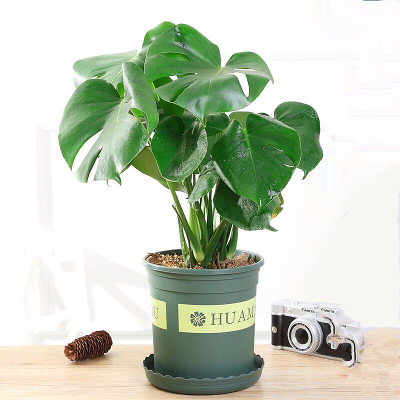 龟背竹大盆栽花卉植物室内花大叶可水养水培植物吸甲醛绿植易成活