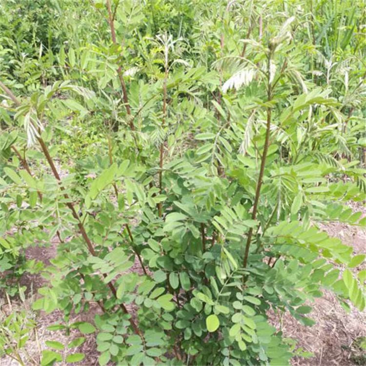 基地批发紫穗槐苗 植物挡沙 爬山虎苗耐寒耐旱护坡绿化树苗
