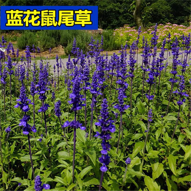 批发蓝花鼠尾草种子多年生花籽花种子阳台盆栽花海绿化一串蓝种子