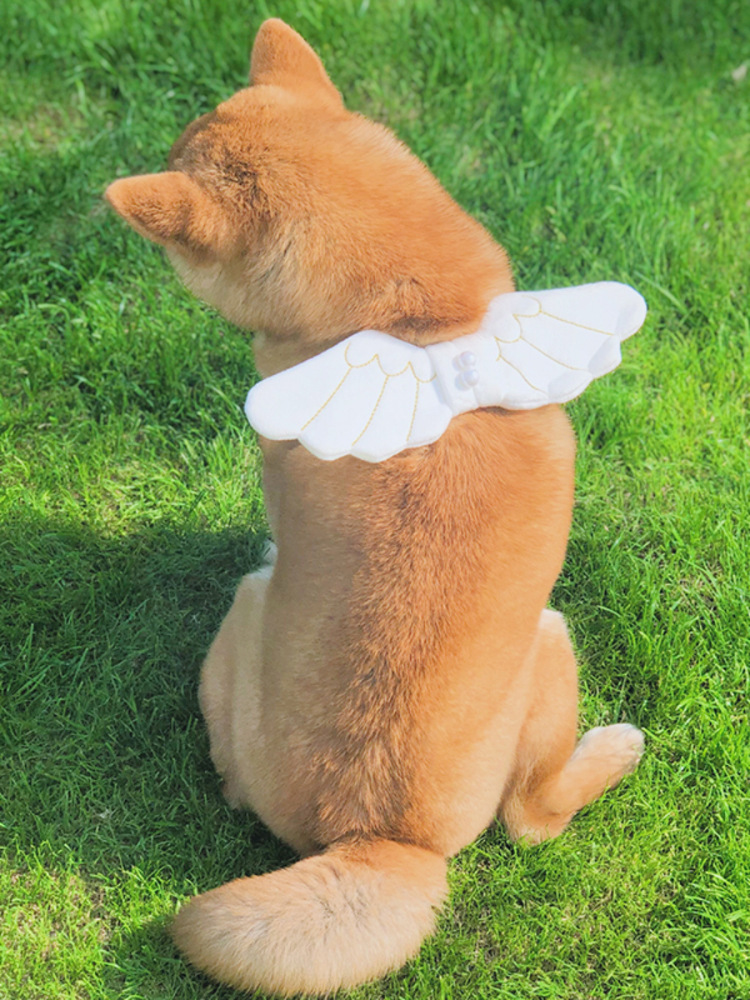 狗狗玩具宠物狗用品柴犬饰品配饰夏季犬天使翅膀可爱外出装饰品