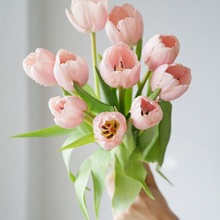 粉色郁金香鲜花真花云南直发白色室内水培插花花束手捧花鲜切跨境