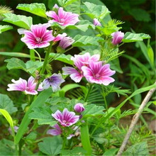 金花葵种子菜芙蓉种子野芙蓉种子大花秋葵种子观赏食用花卉种子籽