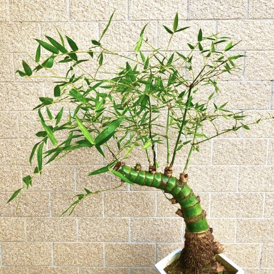 小叶簕勒竹老桩鞭竹根室内外矮化花园庭院景观绿植盆栽四季好养