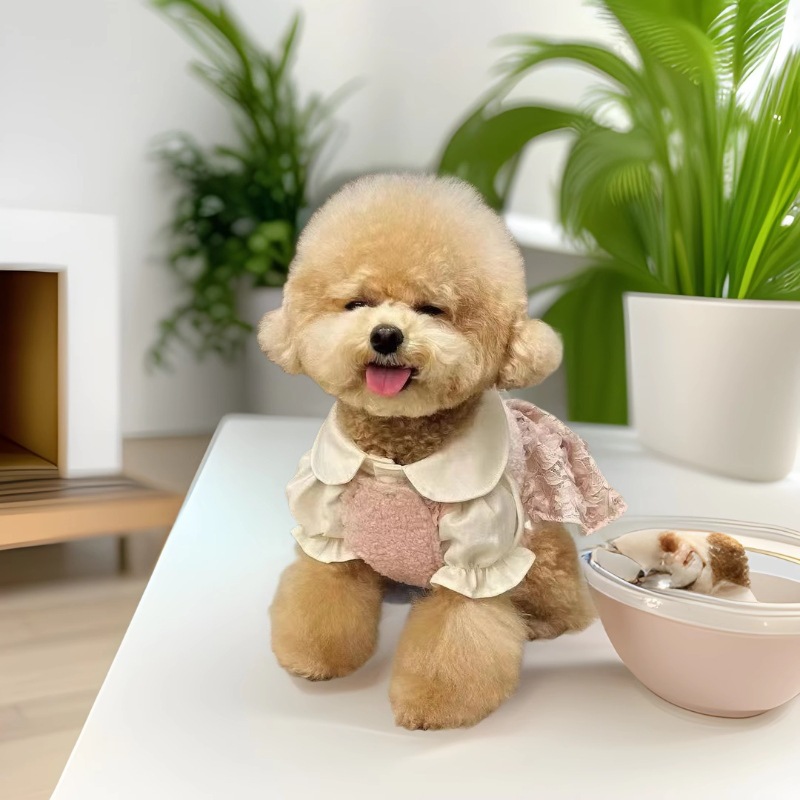 玩具泰迪犬纯种