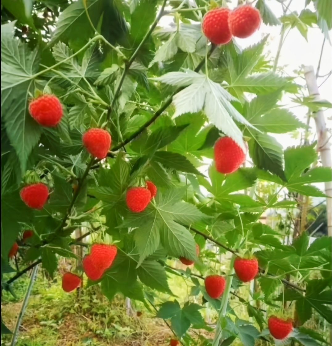 树莓苗掌叶覆盆子山莓黑树莓红树莓黄树莓草莓树盆栽地栽南方北方