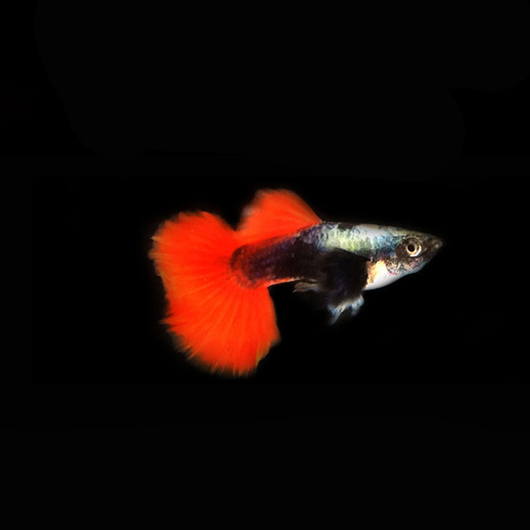 水族孔雀鱼活体白金红尾凤尾鱼纯系大尾热带观赏淡水孕母群游批发