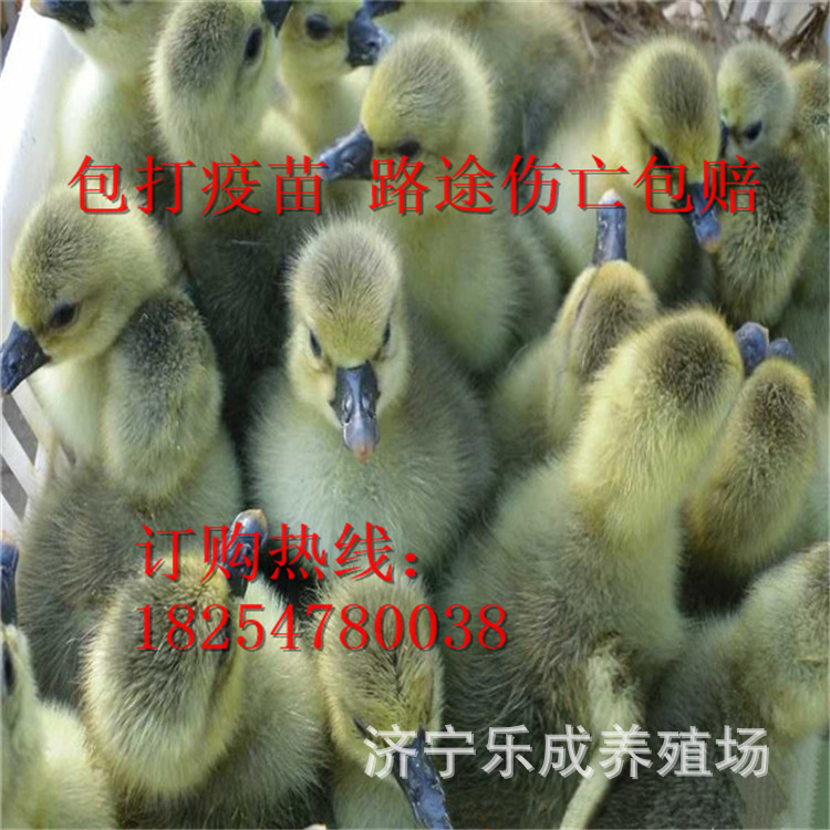 量(535只可售)立即订购加入进货单买家服务支付方式本厂鹅苗种类繁多