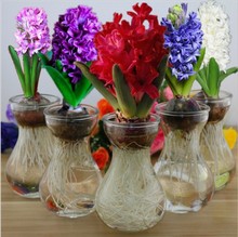 风信子种球水培套装四季水养花室内桌面土培盆栽植物花种子洋水仙
