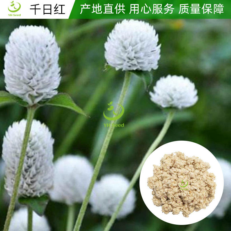 千日红种子 花海景区花卉种子 一二年生花卉种子产地批发