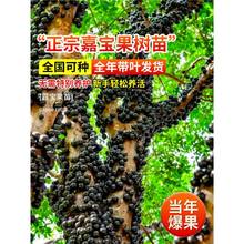 四季嘉宝果树果苗沙巴艾斯卡树葡萄苗果树庭院名贵南北方种植盆栽