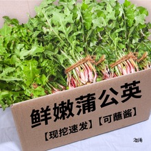 蒲公英野菜新鲜的现挖婆婆丁花叶草苗东北蘸酱菜野生苦菜煮泡水喝