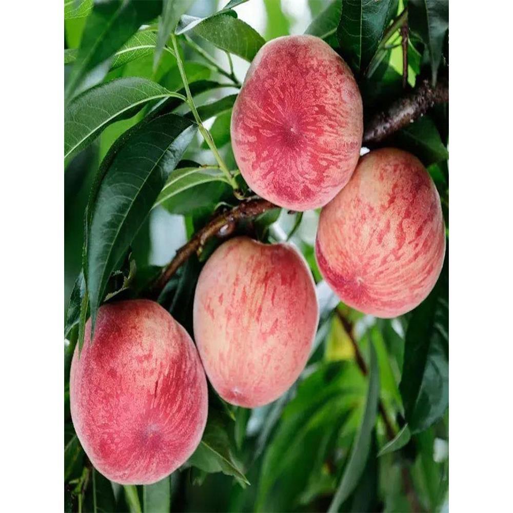 桃树嫁接活苗油黄桃特大冬桃盆地栽水蜜桃当年结果南北方种植果树