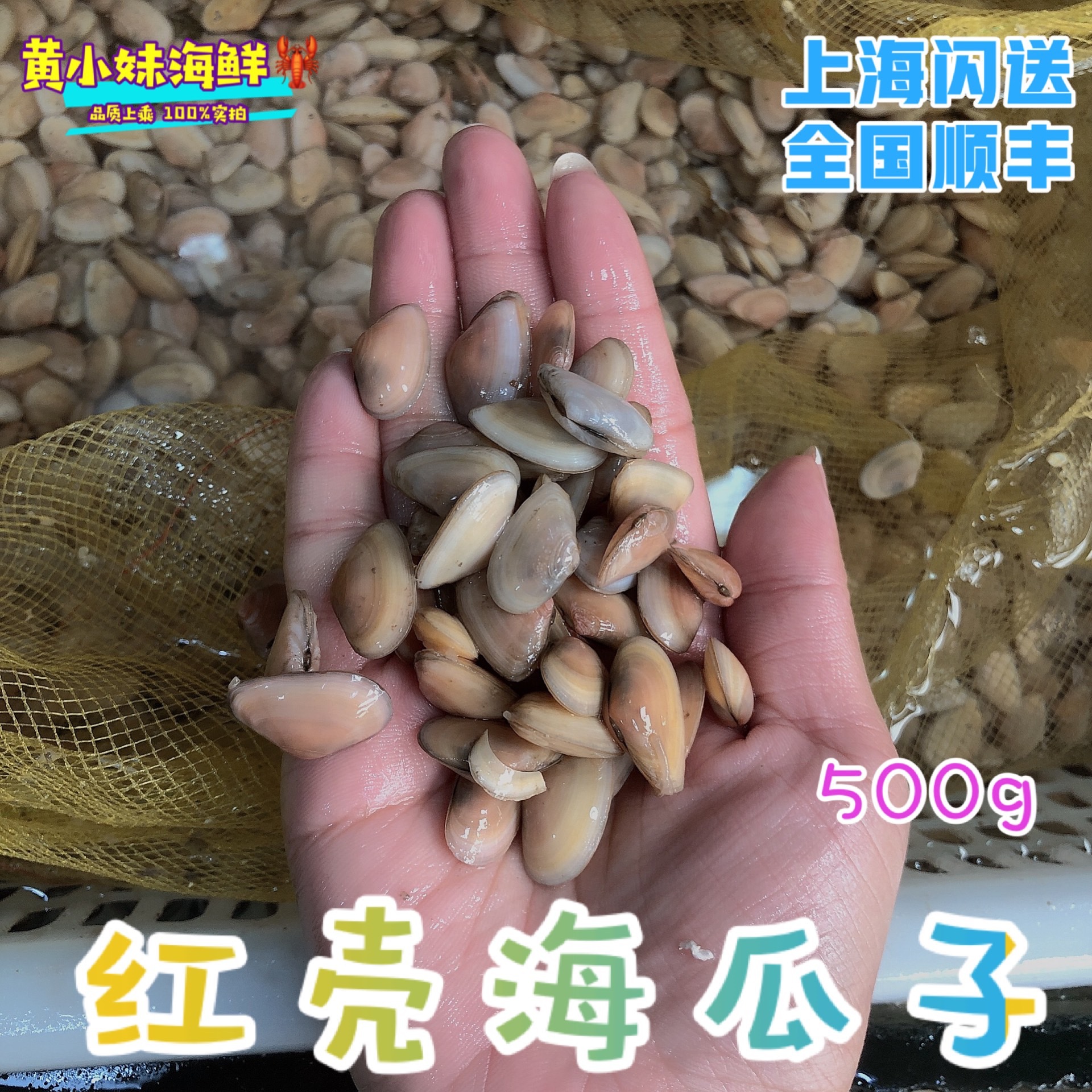 鲜活红壳海瓜子薄壳海鲜无沙贝类小蛤蜊海捕生鲜红瓜子500g-阿里巴巴