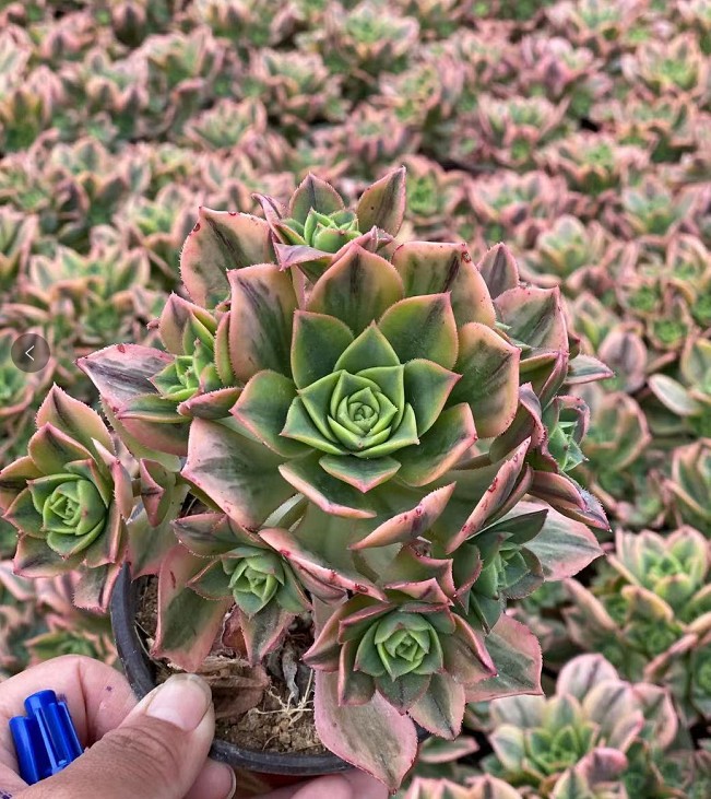 星爆 多头 7-10cm 实拍法师系列 9cm盆1.5年苗根部木质化