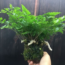 狼尾蕨小苗绿植大苗老桩蕨类植物水培耐荫室内阳台好养苔藓球盆栽