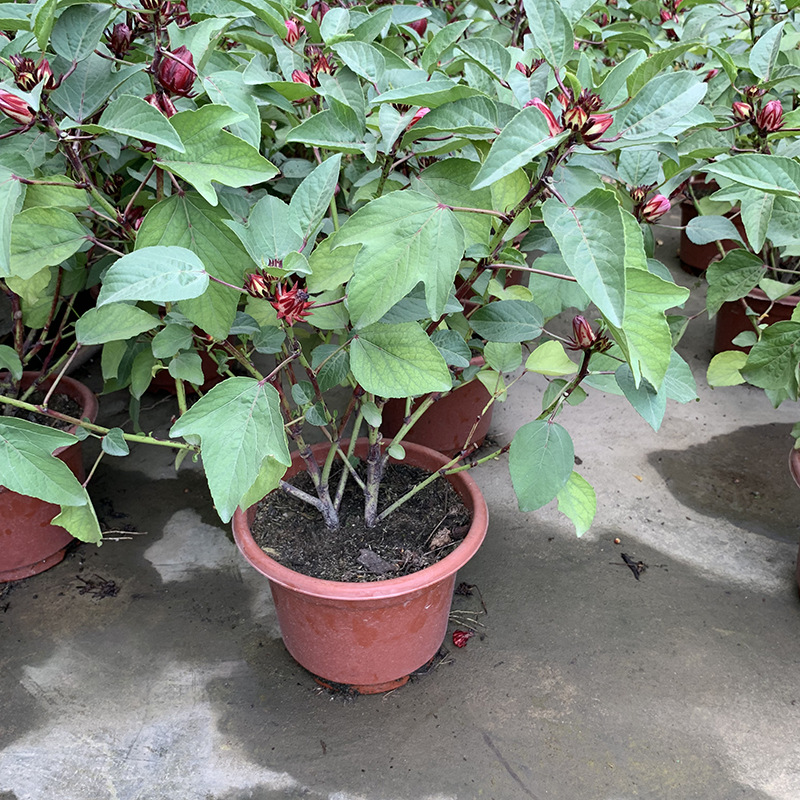 玫瑰茄苗红桃k盆栽带花苞洛神花苗庭院阳台花卉绿植 带盆带土种好