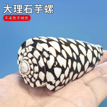 天然海螺贝壳蛇皮玉米芋螺鱼缸造景装饰地中海风格家居收藏品摆件