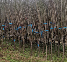 一件代发实物红梅花盆景原生朱砂梅乌梅腊梅造型树桩室内老桩耐寒