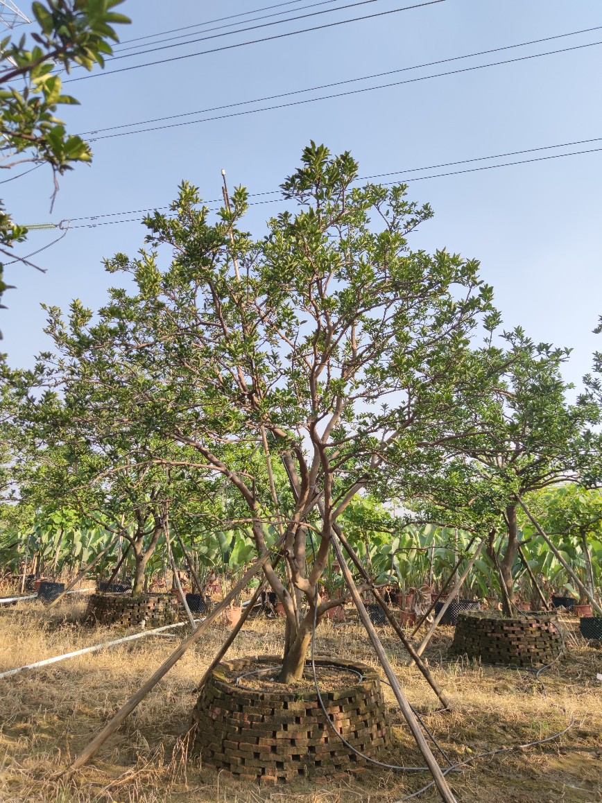 2110基地供应 全冠多杆 丛生 香橼 香泡 4-7米高假植苗 庭院楼盘